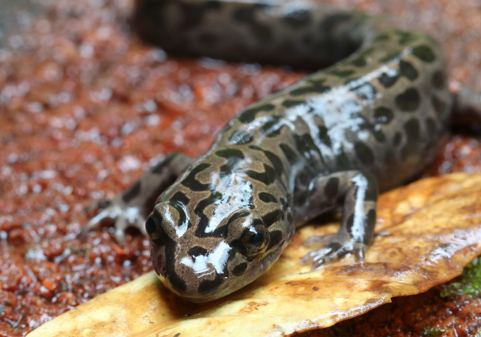 California Giant Salamander